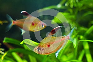 Couple of bleeding heart tetra, Hyphessobrycon socolofi, popular ornamental blackwater fish from Rio Negro photo