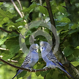 Couple of blue Australian parrots pair on a branch outdoor