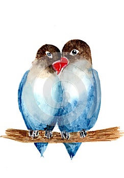 A couple of blue and brown birds sitting on the branch