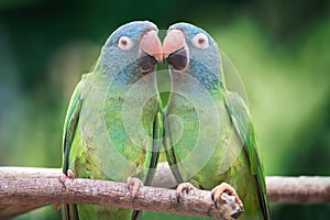 Couple of blue-crowned parrots in love on a branch with a green background