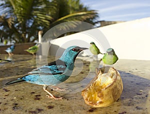 Couple Blue Dacnis