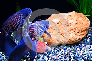 The couple of blue fish