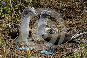 Couple of blue-footed boobies performing a mating dance