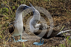 Couple of blue-footed boobies performing a mating dance