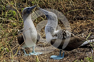 Couple of blue-footed boobies performing a mating dance