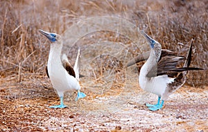Blue footed booby mating dance photo