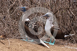 Couple of Blue-footed Booby, Isla de la Plata Plata Island, Ecuador, Ecuador