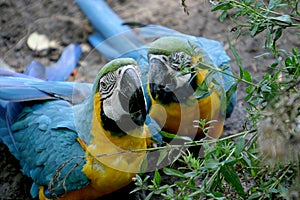 A couple of blue macaws