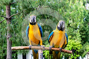 Couple of blue macaws