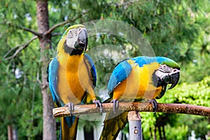 Couple of blue macaws