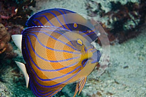 Couple of Blue Ringed Angelfish