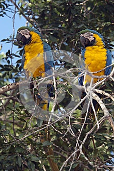 Couple of Blue-and-yellow macaw