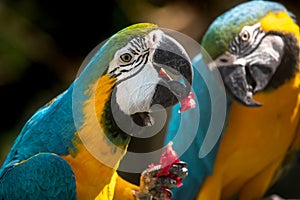 Couple of Blue and Yellow Macaws