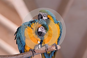 Couple of blue-and-yellow macaws perched on a branch