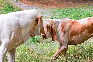 A couple of Bracco Italiano