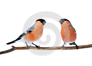 Couple of bright red birds bullfinches sitting on the branch i