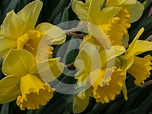 A couple of bright yellow doffodils in spring photo