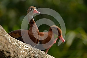 Couple of Brown birds Black-bellied Whistling-Duck, Dendrocygna autumnalis, blurred female in background, Costa Rica