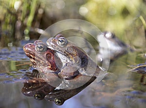 A couple of brown frogs is mating in spring puddle