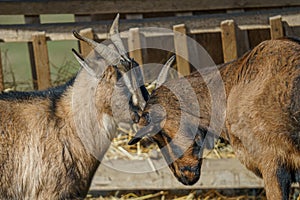 Couple of brown goats banging their horns at each other