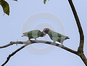 Couple of Brown-hooded Parrots (Pyrilia haematotis)