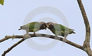 Couple of Brown-hooded Parrots (Pyrilia haematotis)