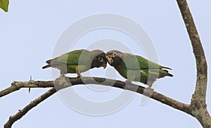 Couple of Brown-hooded Parrots (Pyrilia haematotis) photo