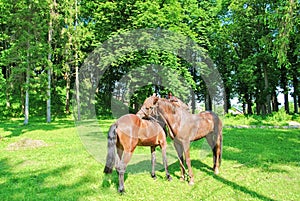 Couple of brown horses embracing in green spring meadow
