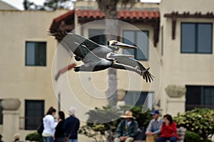 A couple of brown pelicans are flying closely as if `hand in hand`.