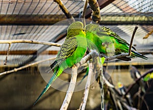 Couple of budgerigar parakeets sitting together on a branch, tropical colorful birds from Australia, Popular pets in aviculture