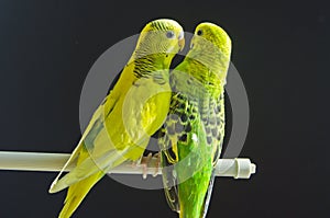 Couple of budgerigars