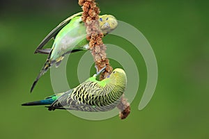 Couple of budgerigars