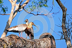 A couple of Buff Necked Ibis, Theristicus Caudatus,standing on a branch in Pantanal, Porto Jofre, Brazil, South America