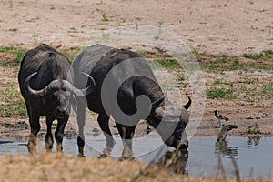 A couple of buffalo drinking at the river in the Ruaha national