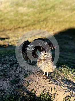 Couple of Burrowing Owls in Balneario barra do Sul photo