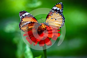 Couple Butterfly