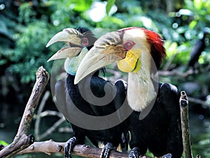 Couple of Calao or wreathed hornbills from Bali bird park Indonesia