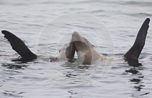 A couple California sea lions swimming synchronized at Monterey bay California.