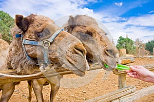 Couple of Camels feeding