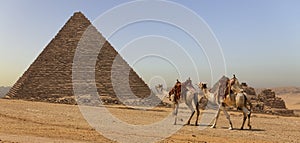 Couple of Camels Travelling in the Desert with the Great Pyramids of Egypt Next to Them