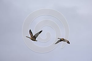 Couple of canada geese on a cloudy sky