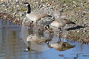 Couple of Canada gooses