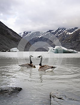 Couple of Canadian geese swimming in Hooker Lake. Mount Cook National Park, New Zealand.