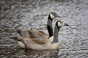 Couple of Canadian Geese swimming in a pond