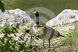 A couple of canadian goose standing in prince`s island park