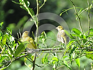 A couple Canary