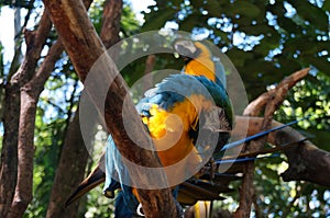 canid macaws on the tree