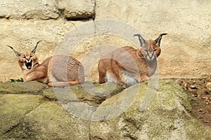 Couple of caracals photo