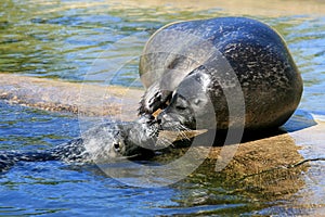 A couple of caressing seals photo