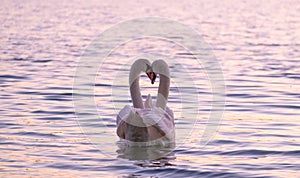 Couple of caressing white swans on the lake